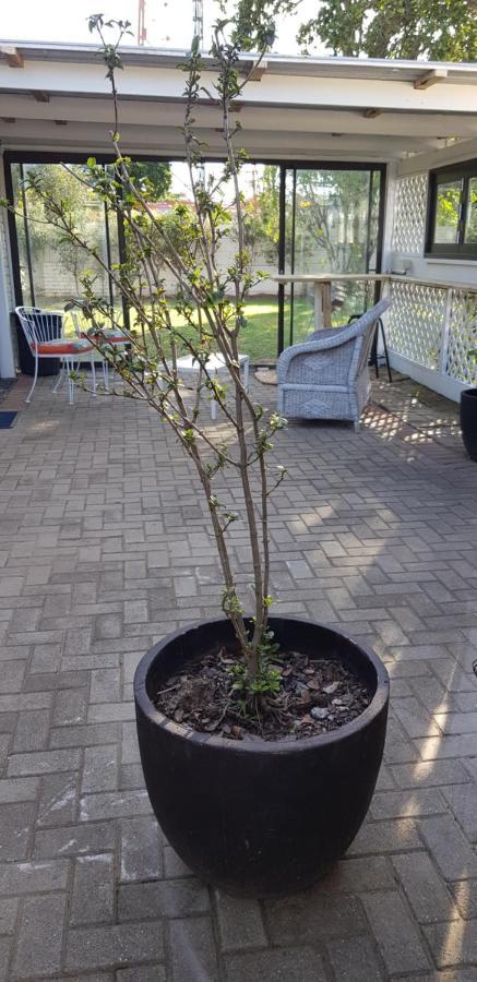 Spacious Garden Unit On Fordyce Port Elizabeth Exteriör bild